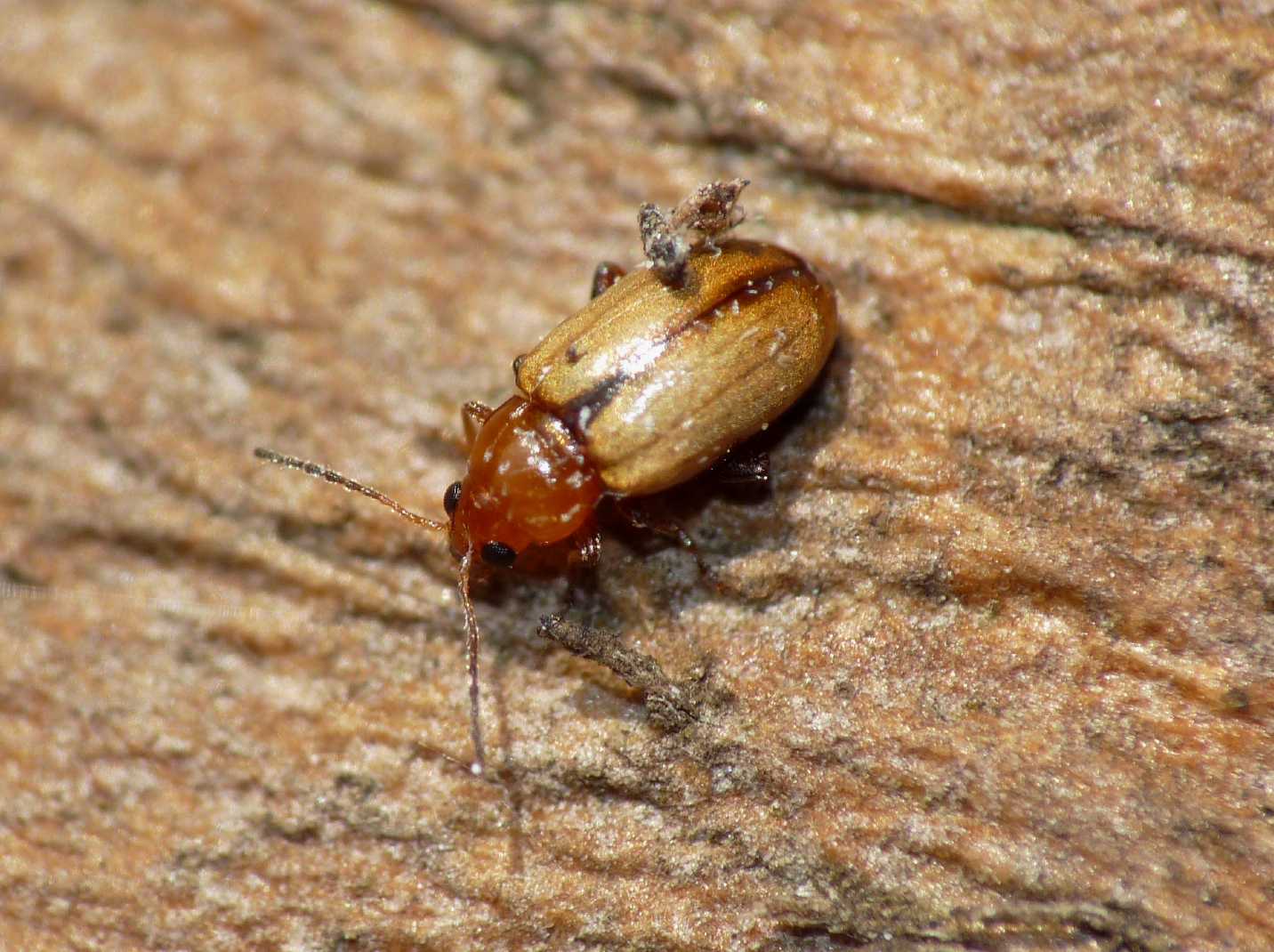 Piccolo Chrysomelidae: Hermaeophaga ruficollis